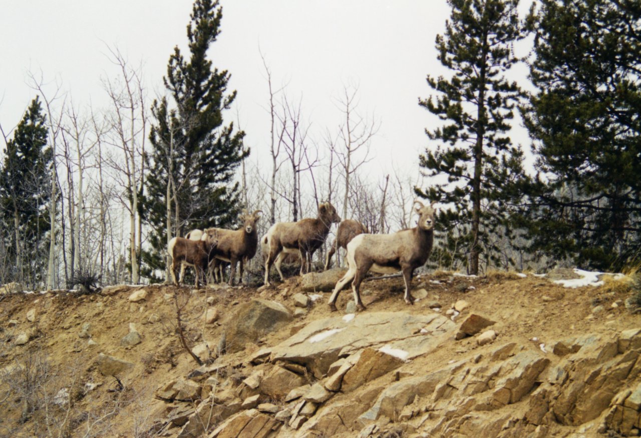 Twin Lakes mountain goats